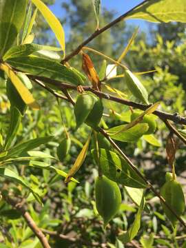 Image of Terminalia australis Cambess.