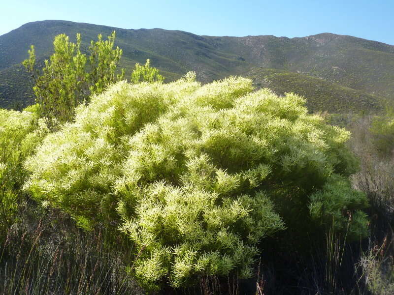 Image of Common Sunshine Conebush