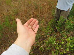 Image of Elliott's Beak Sedge