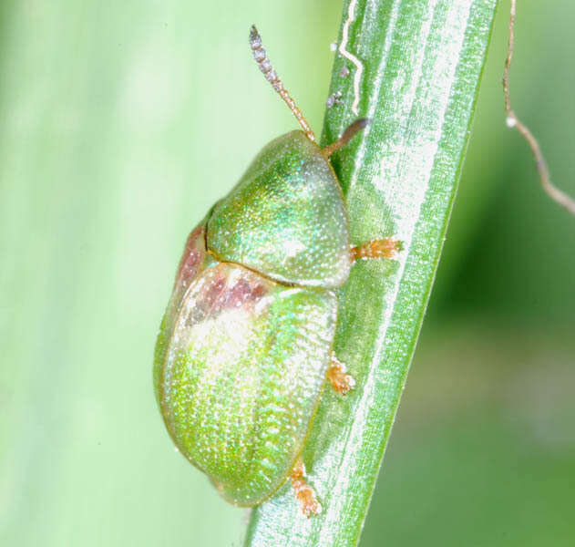 Image of Cassida (Cassida) sanguinolenta Müller 1776