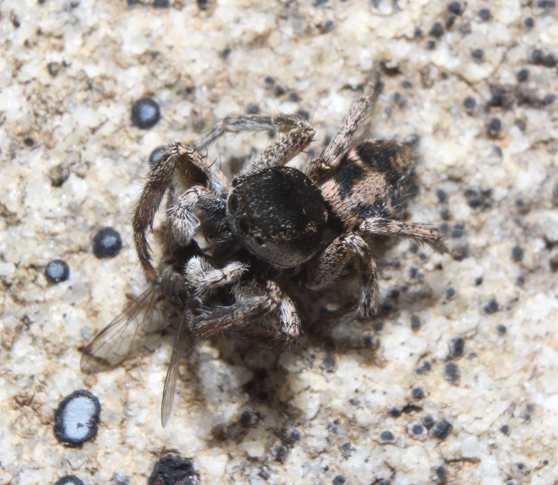 صورة Habronattus borealis (Banks 1895)