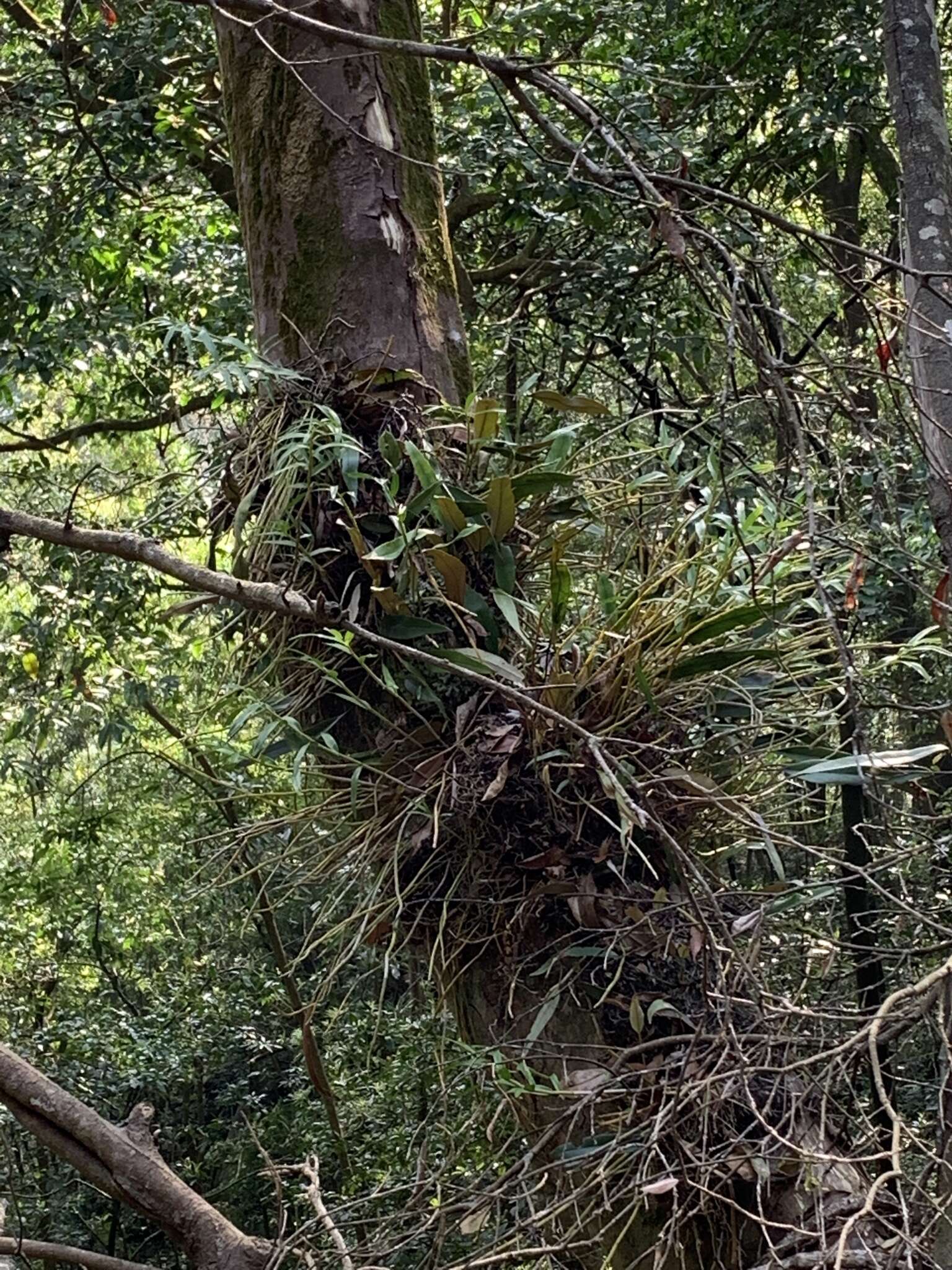 Image of Dendrobium chryseum Rolfe