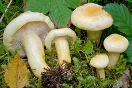 Image of Lactarius flavopalustris Kytöv. 2009