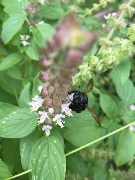 Image of large carpenter bee