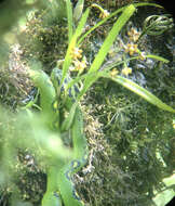 Image of Yellow-blotched Palm Pit Viper