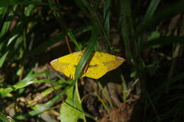 صورة Pseudomiza aurata Wileman 1915