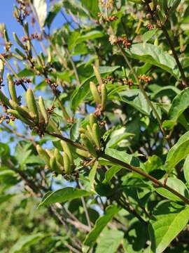 Image of Syringa henryi C. K. Schneid.