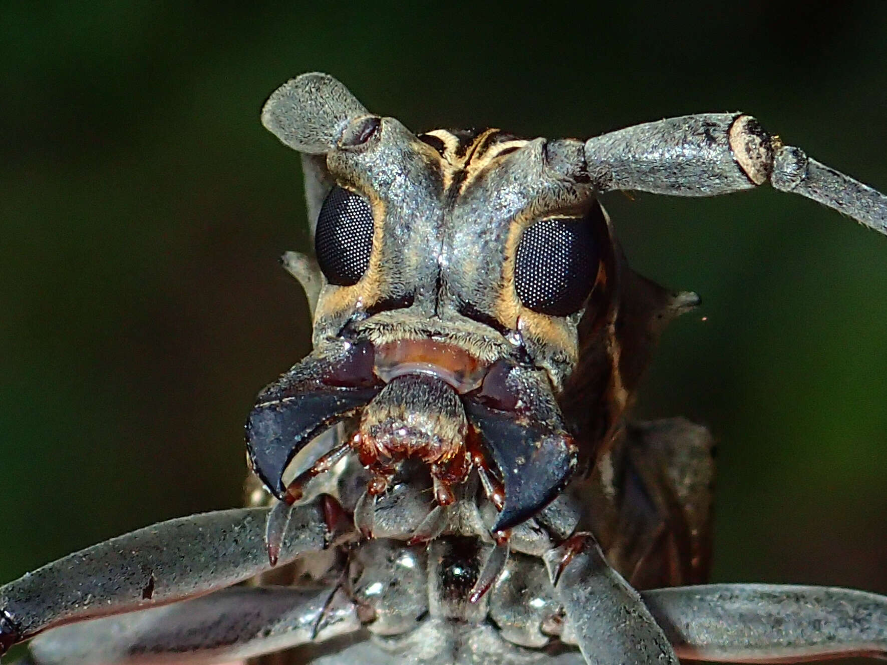 Image of Epepeotes ambigenus (Chevrolat 1841)