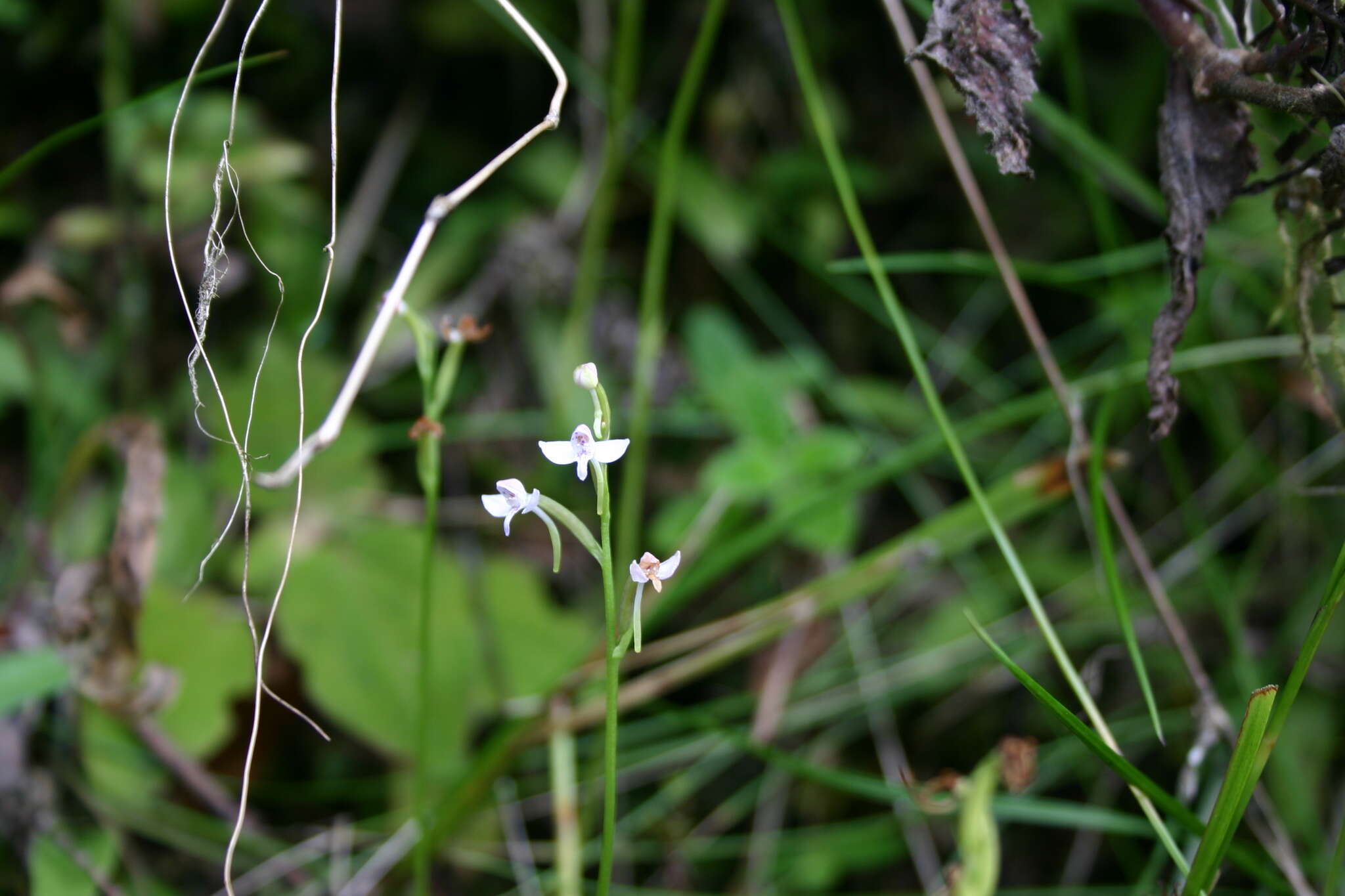 Cynorkis rosellata (Thouars) Bosser的圖片