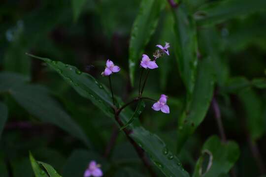 Image de Tripogandra amplexicaulis (Klotzsch ex C. B. Clarke) Woodson