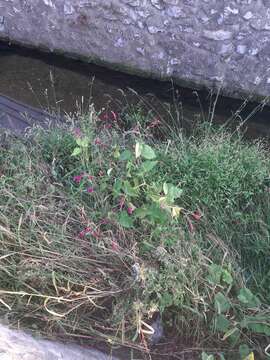 Persicaria orientalis (L.) Spach resmi