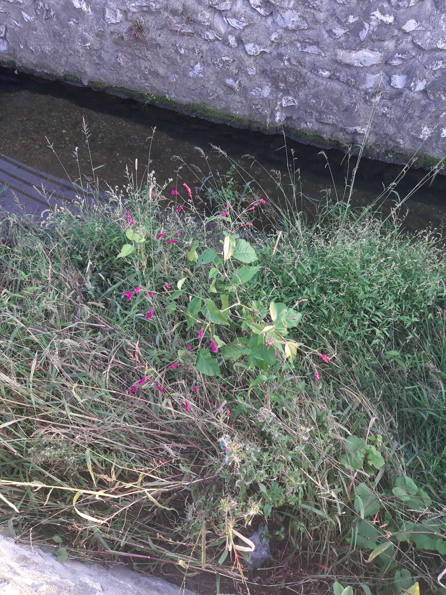 صورة Persicaria orientalis (L.) Spach