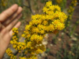 Sivun Solidago velutina DC. kuva