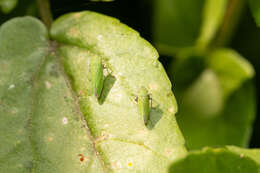 Image of Helochara mexicana Hamilton 1986