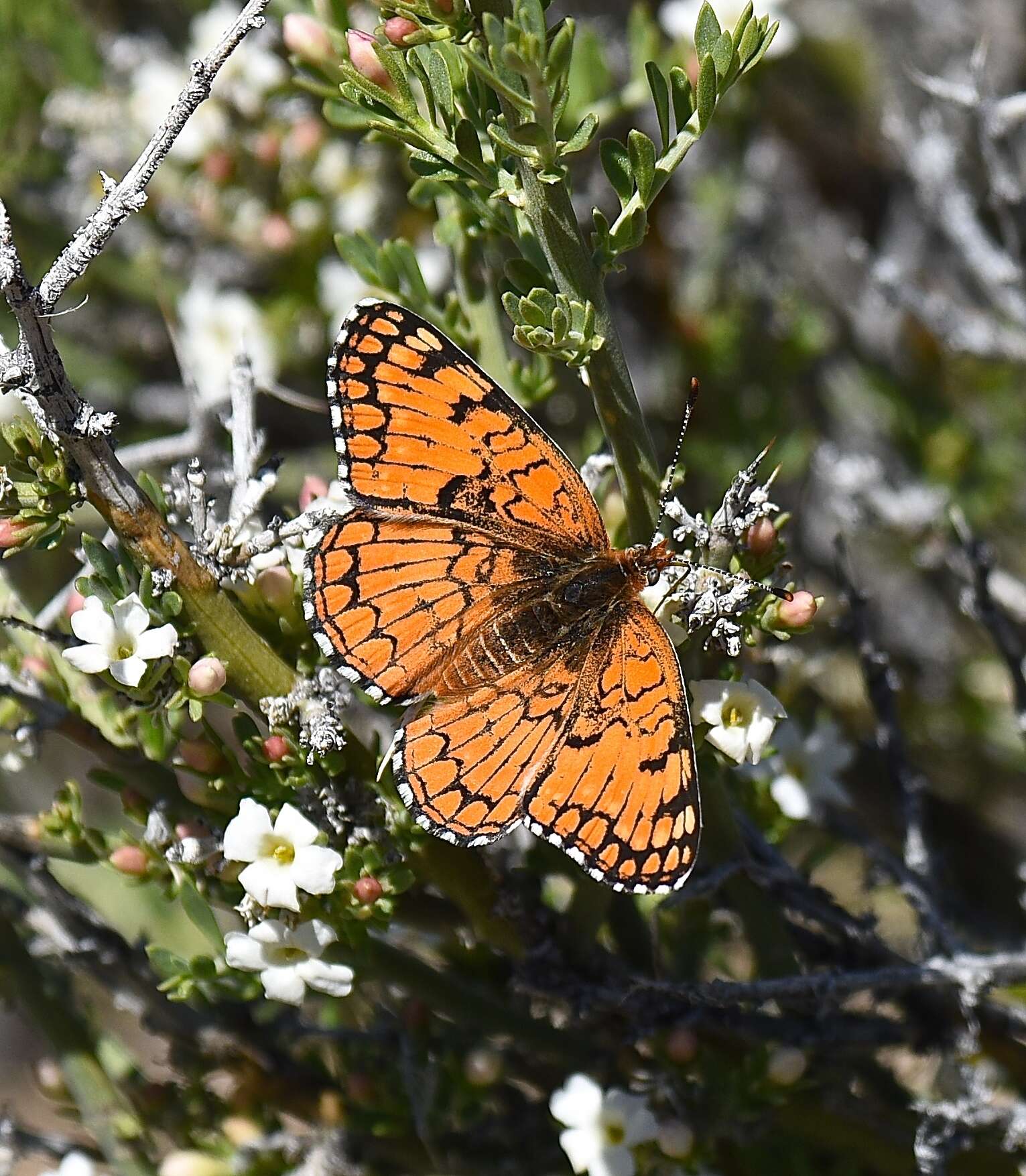 Image of Sagebrush Checkerspot