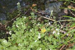 Image of Myosotis forsteri Lehm.