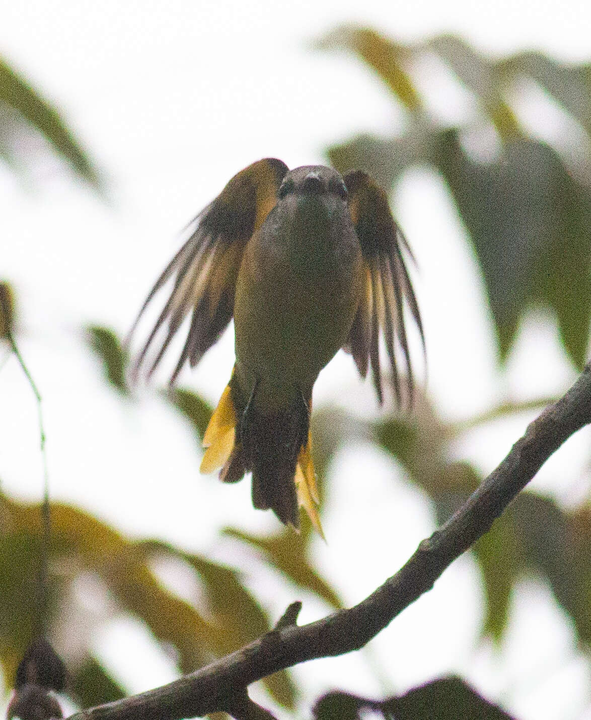 Image of Rosy Minivet