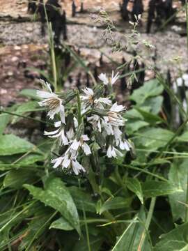 Image of alpine rattlesnakeroot