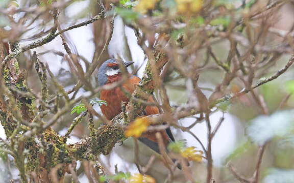 Image of Giant Conebill