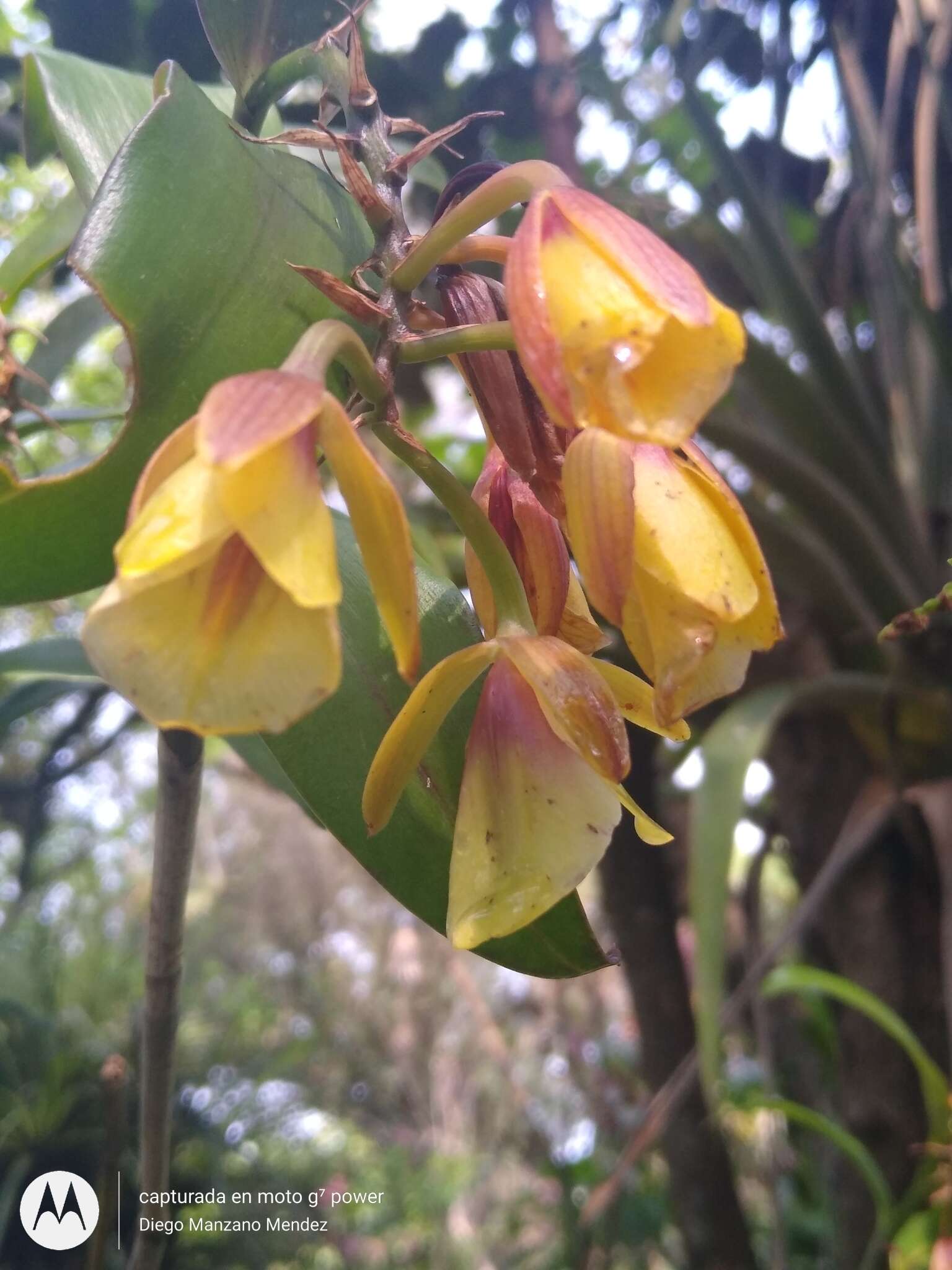 Слика од Epidendrum eximium L. O. Williams