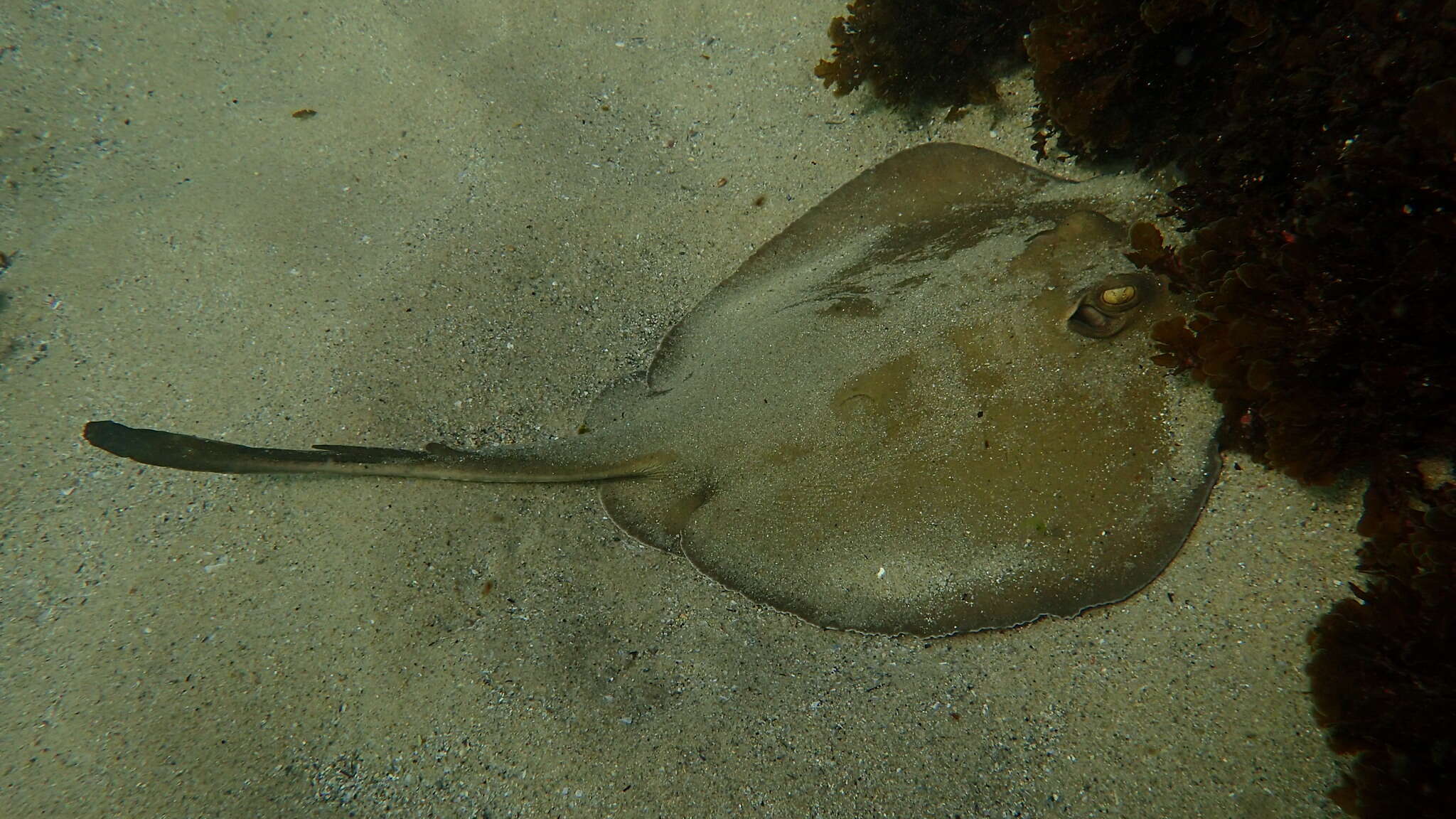 Image of Common Stingaree