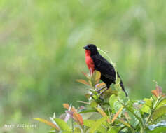 Image of Red-breasted Blackbird