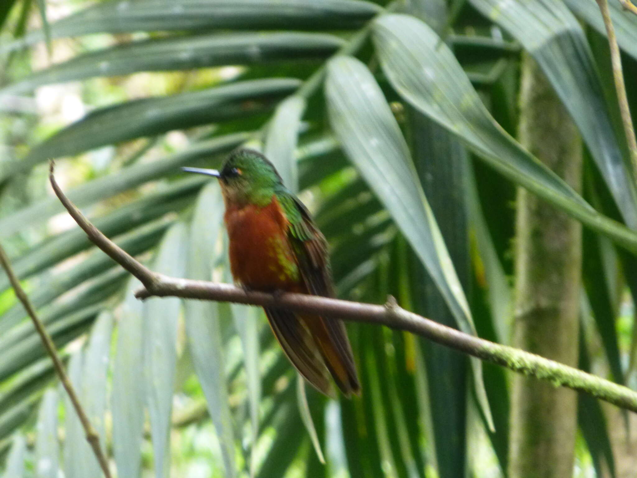 Image of Chestnut-breasted Coronet