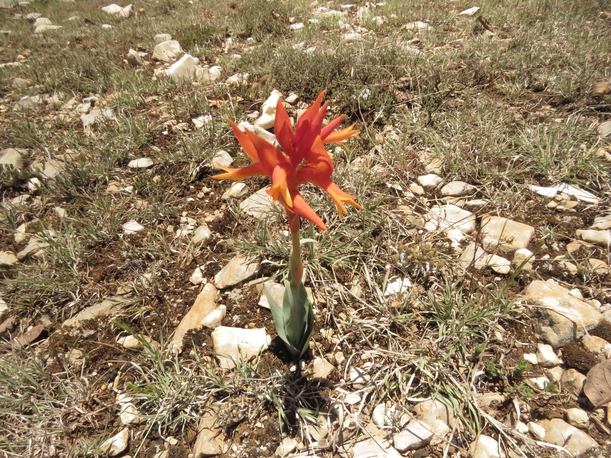 Image of Dichromanthus yucundaa Salazar & García-Mend.