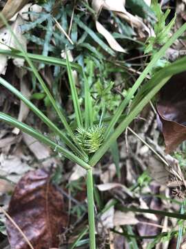 Слика од Cyperus cyperoides (L.) Kuntze