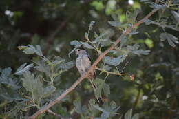 صورة Aegithalos caudatus passekii (Zarudny 1904)