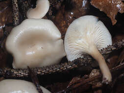 Clitocybe phaeophthalma (Pers.) Kuyper 1981 resmi