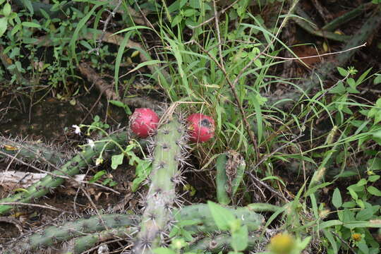 Image de Harrisia pomanensis (F. A. C. Weber ex K. Schum.) Britton & Rose