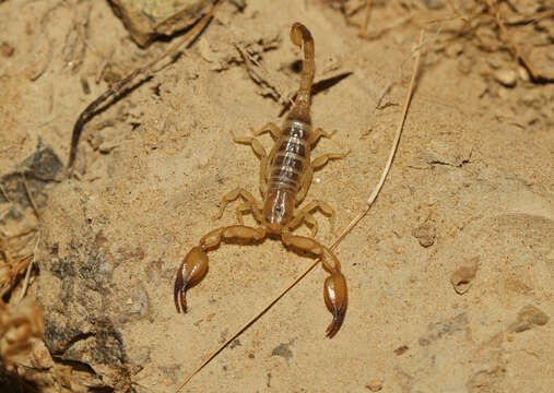 Image of Hemiscorpius