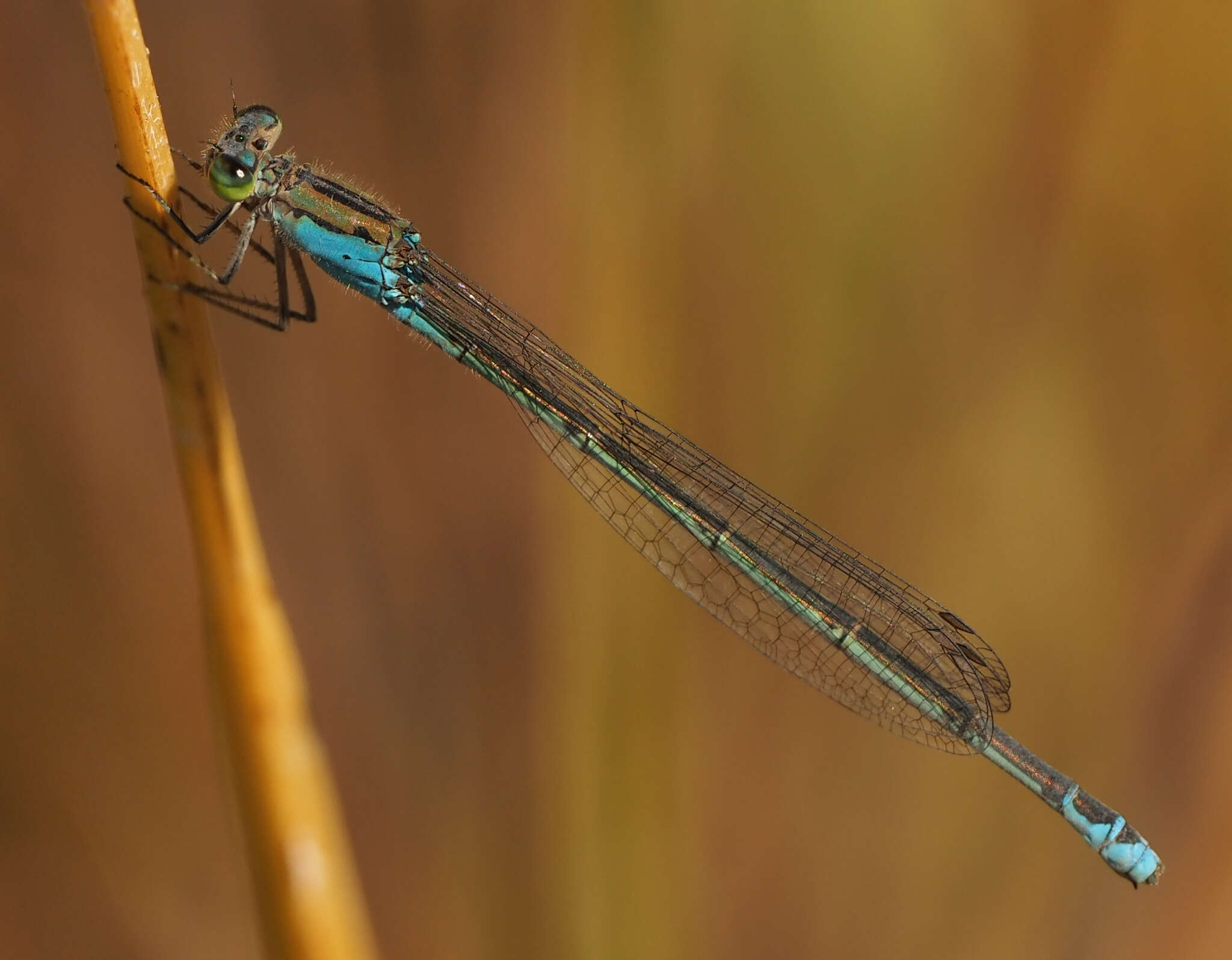 Image of Catshead Sprite