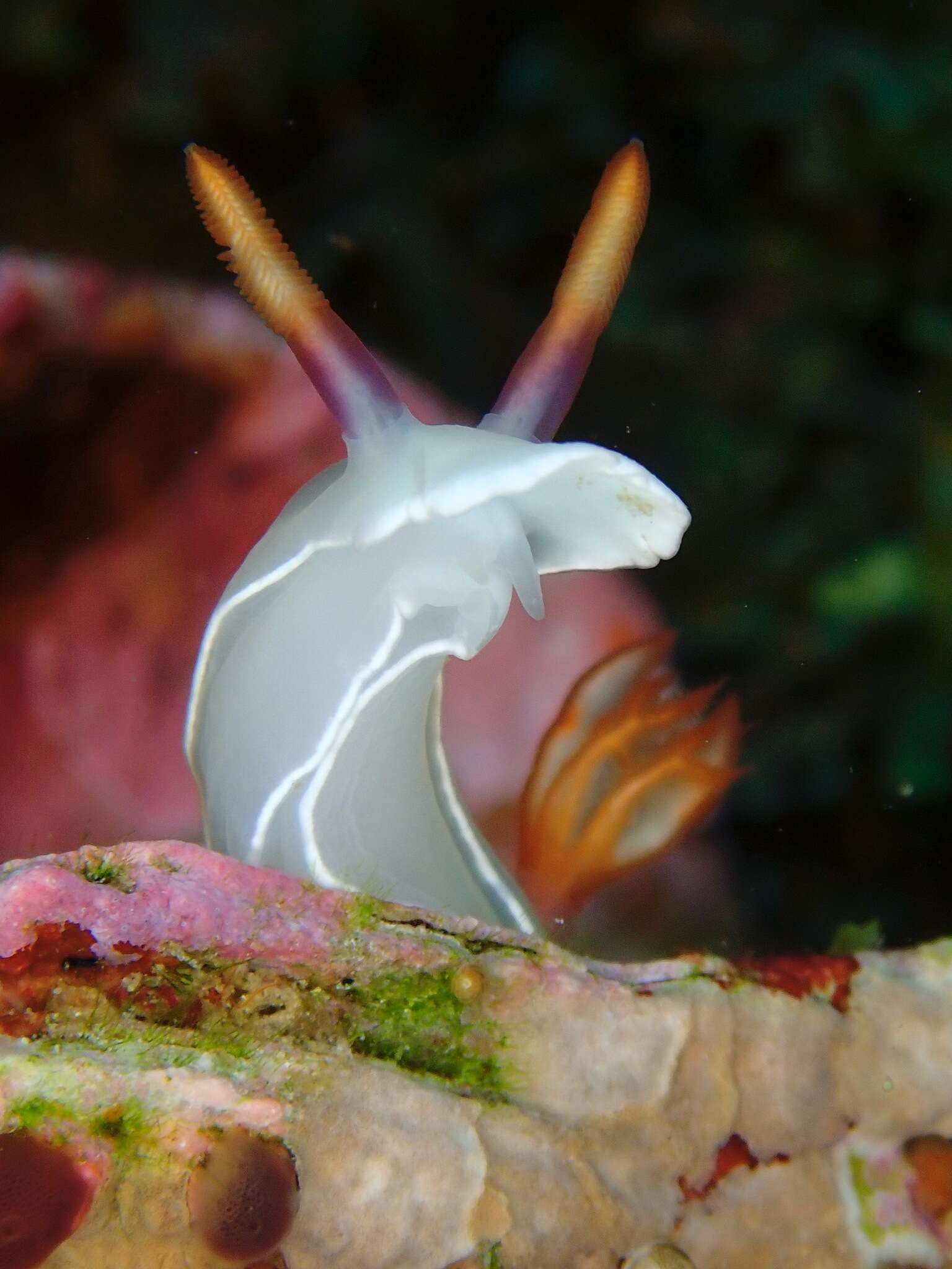 Image of White edge purple slug