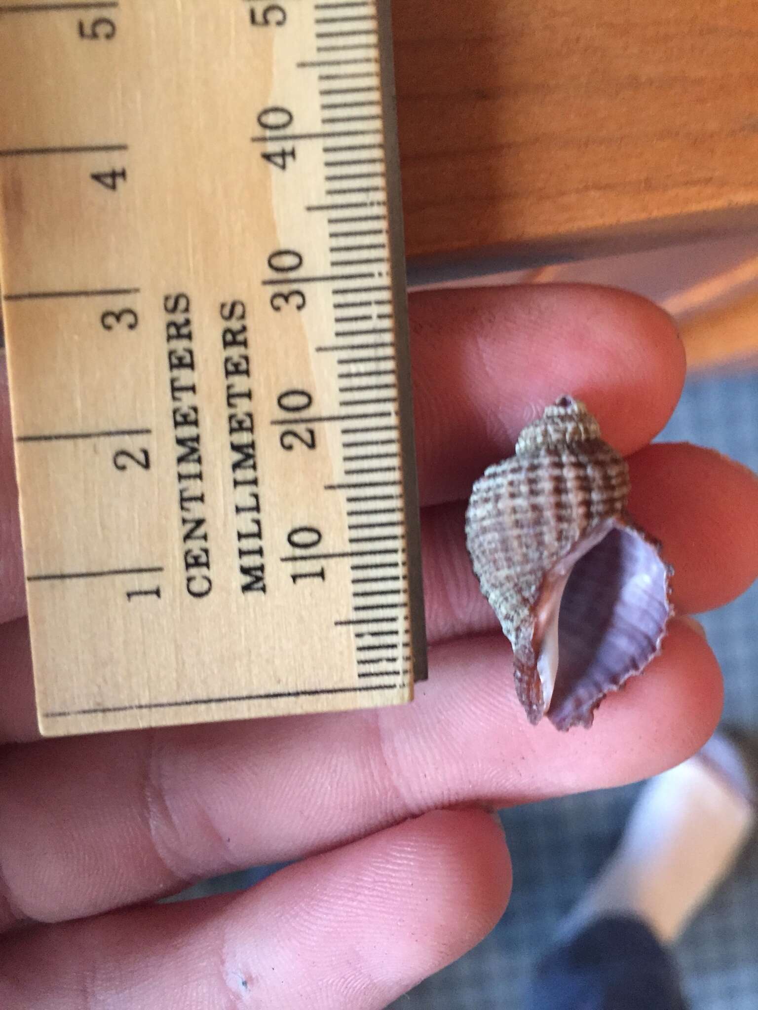 Image of scaly dogwhelk