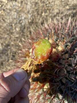 Image of Ferocactus gracilis subsp. gracilis