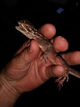 Image of Agama lionotus dodomae Loveridge 1923