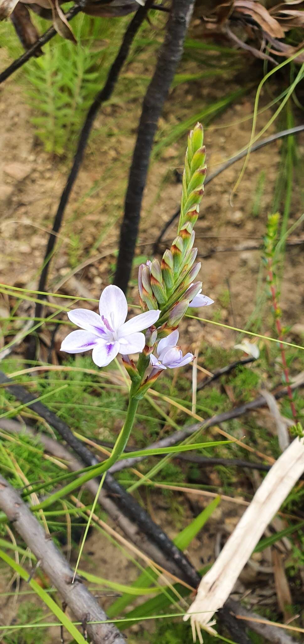 Image of Thereianthus spicatus (L.) G. J. Lewis