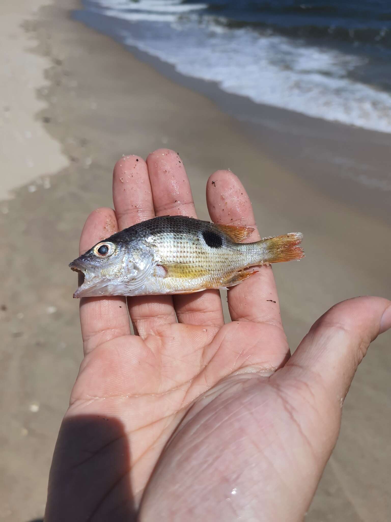 Image of Fingermark Bream