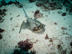 Image of Bluespotted maskray