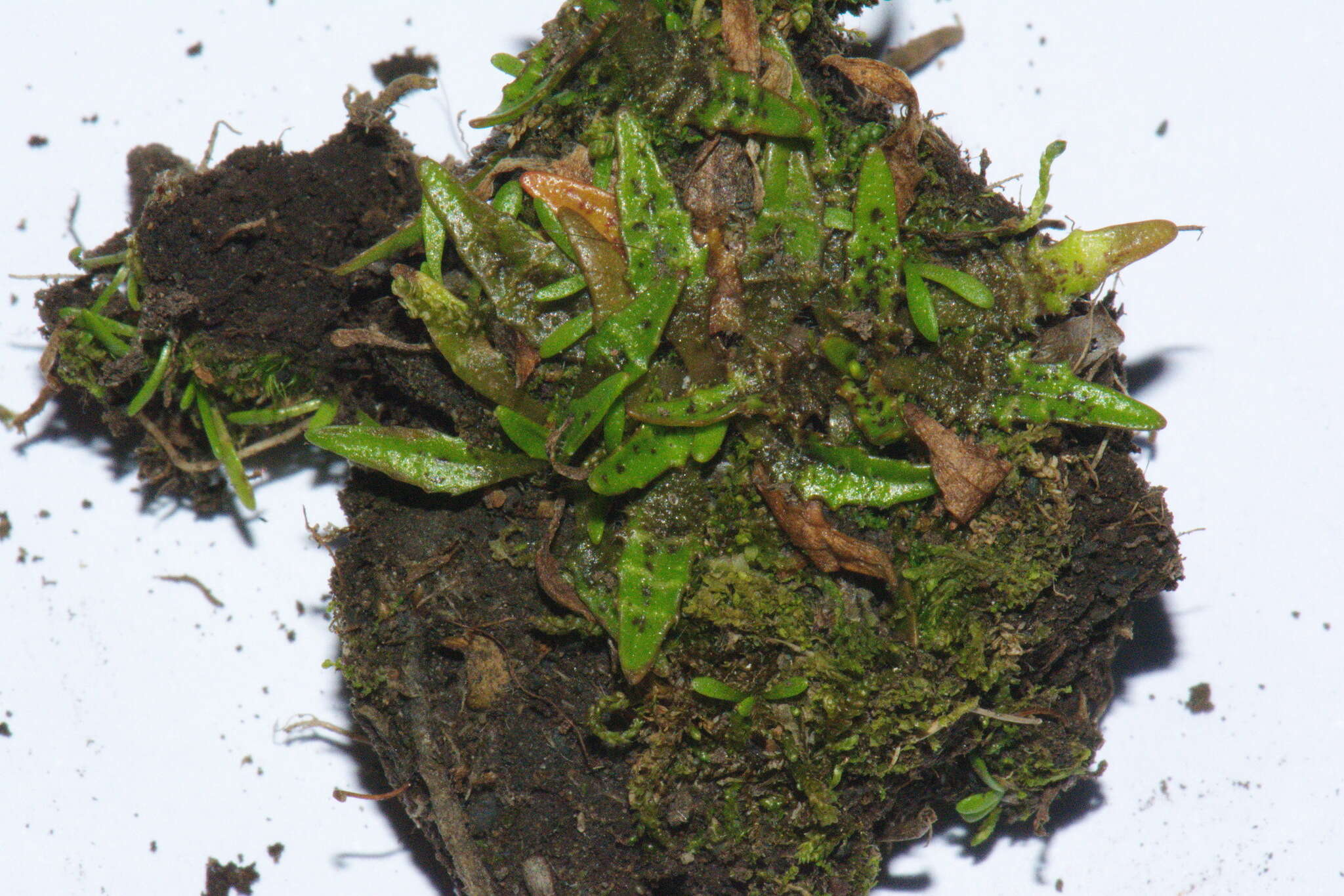 Image of Plantago triandra Bergg.