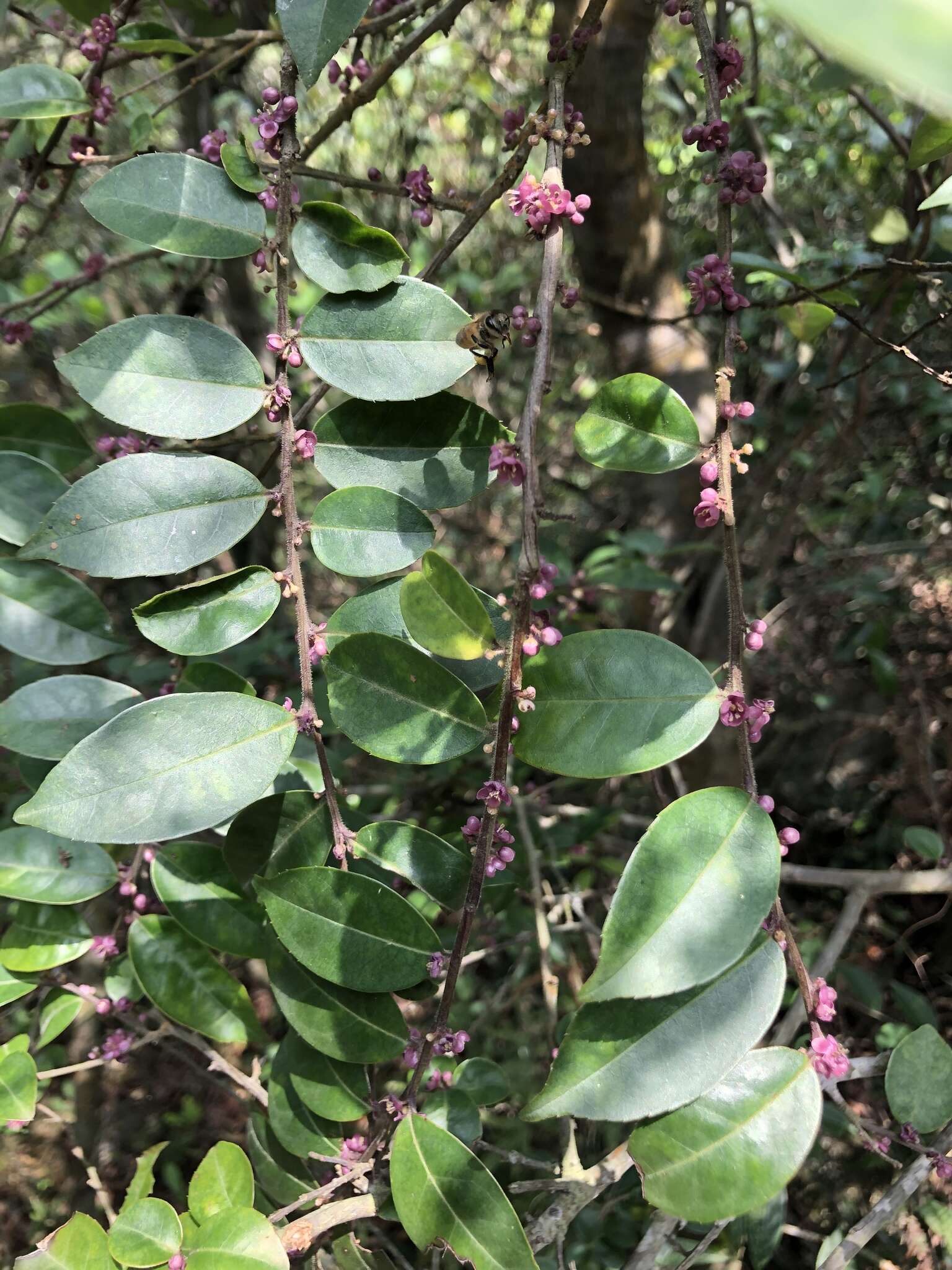 Слика од Ilex pubescens Hook. & Arn.