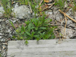 Image of Stachys recta subsp. recta