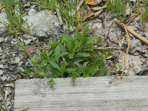 Слика од Stachys recta subsp. recta