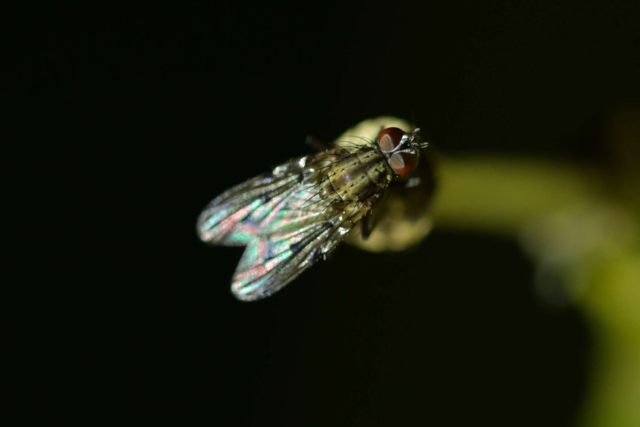 Anthomyia punctipennis Wiedemann 1830的圖片