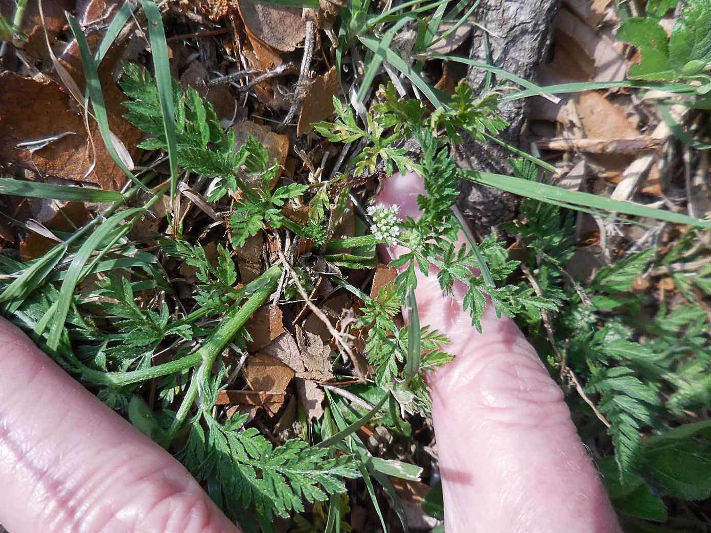 Image of knotted hedgeparsley