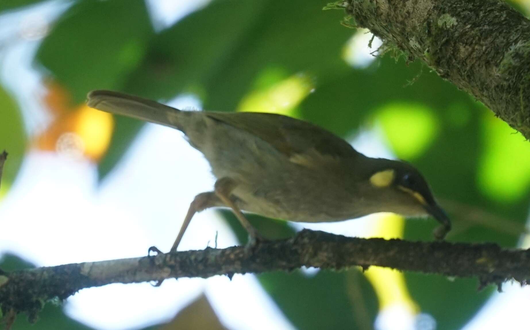 Image of Meliphaga notata mixta (Mathews 1912)