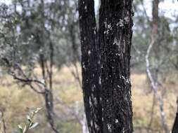 Image of Leptospermum brevipes F. Müll.