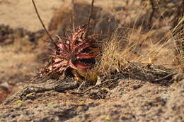 Image of Hechtia jaliscana L. B. Sm.